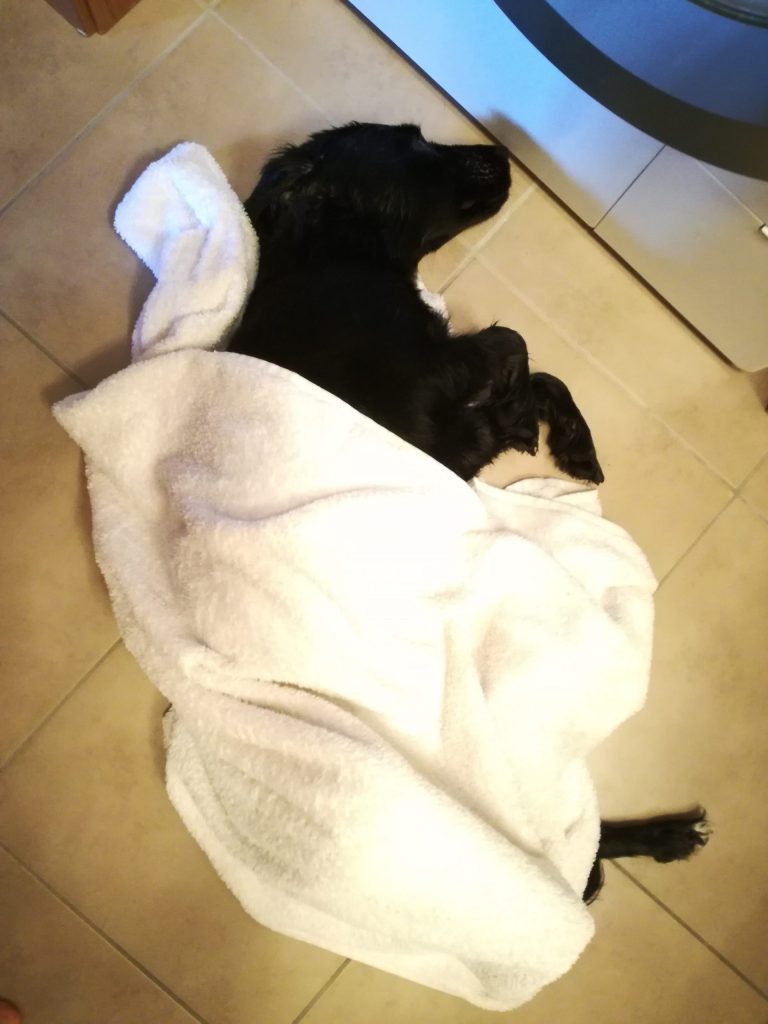 Ellie a osuška