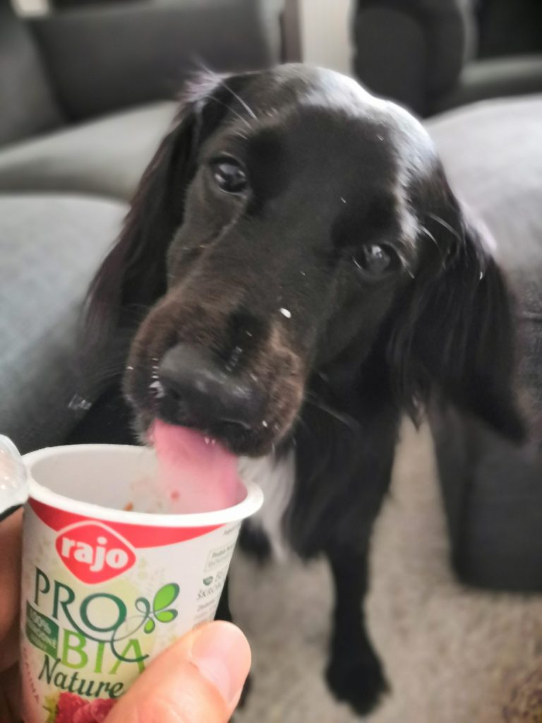 jogurt